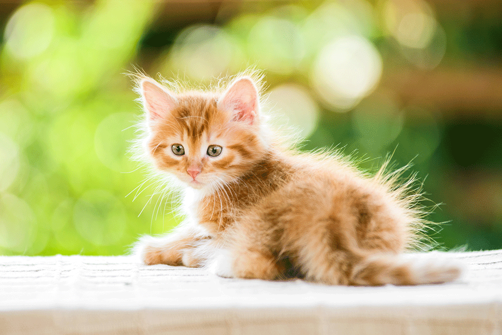 Veeam and AWS help Best Friends Animal Society keep pets alive